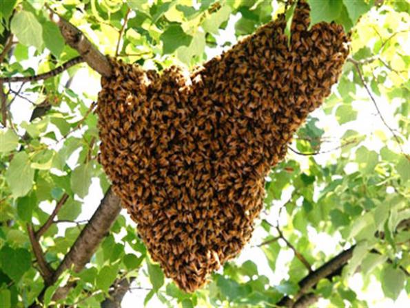فروشنده عسل جنگلی طبیعی