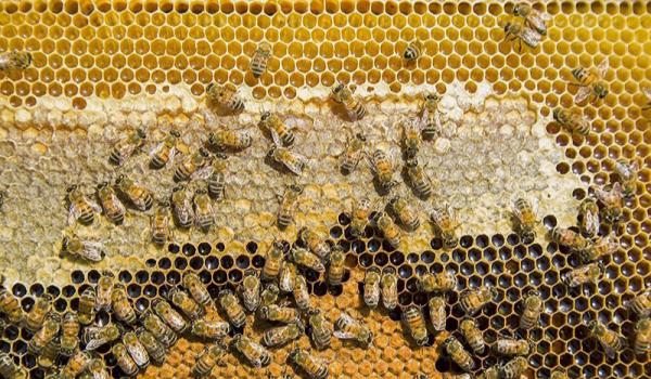 عرضه مستقیم عسل جنگلی اصل