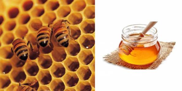 پخش انواع عسل وحشی طبیعی