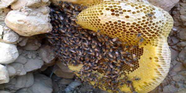 عرضه انواع عسل وحشی طبیعی در بازار
