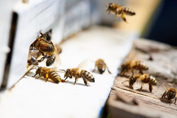 نرخ جدید زهر زنبور عسل ایرانی