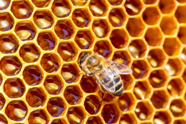 نرخ جدید کندوی عسل شش ضلعی