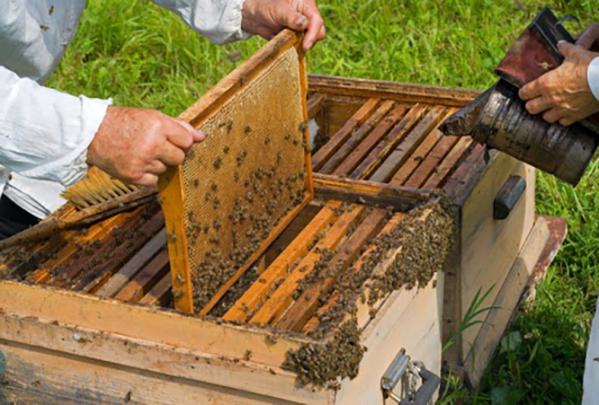 کاربرد کندو عسل در صنعت چاپ