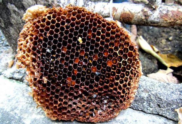 طرز ساختن کندو توسط زنبور