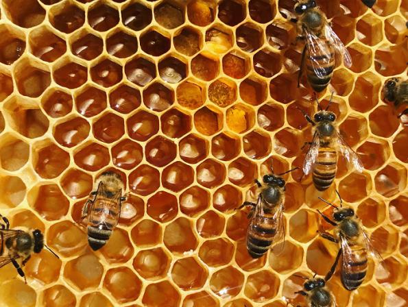 نحوه تولید عسل در کندو