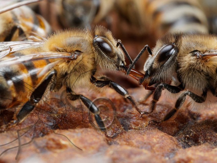 ساختن عسل توسط زنبور عسل