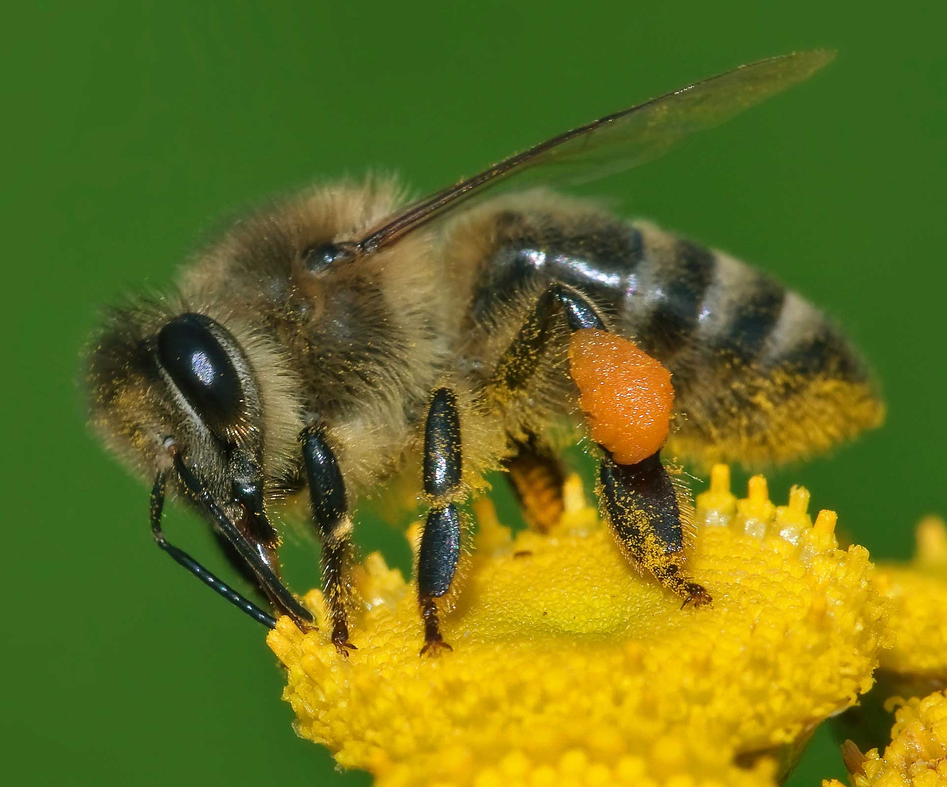 وظایف زنبور کارگر