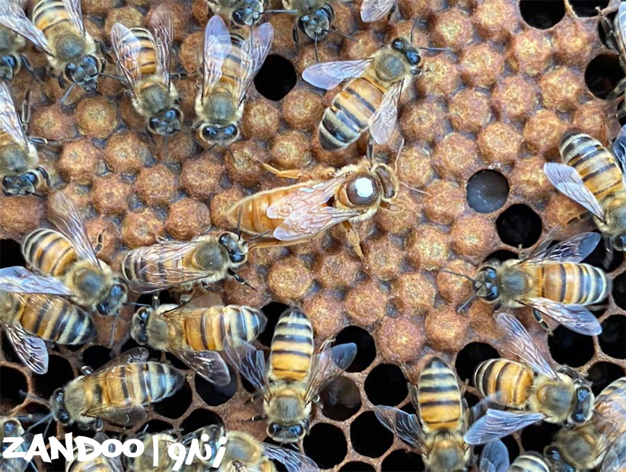 ملکه کردوان در کندوی زنبور عسل