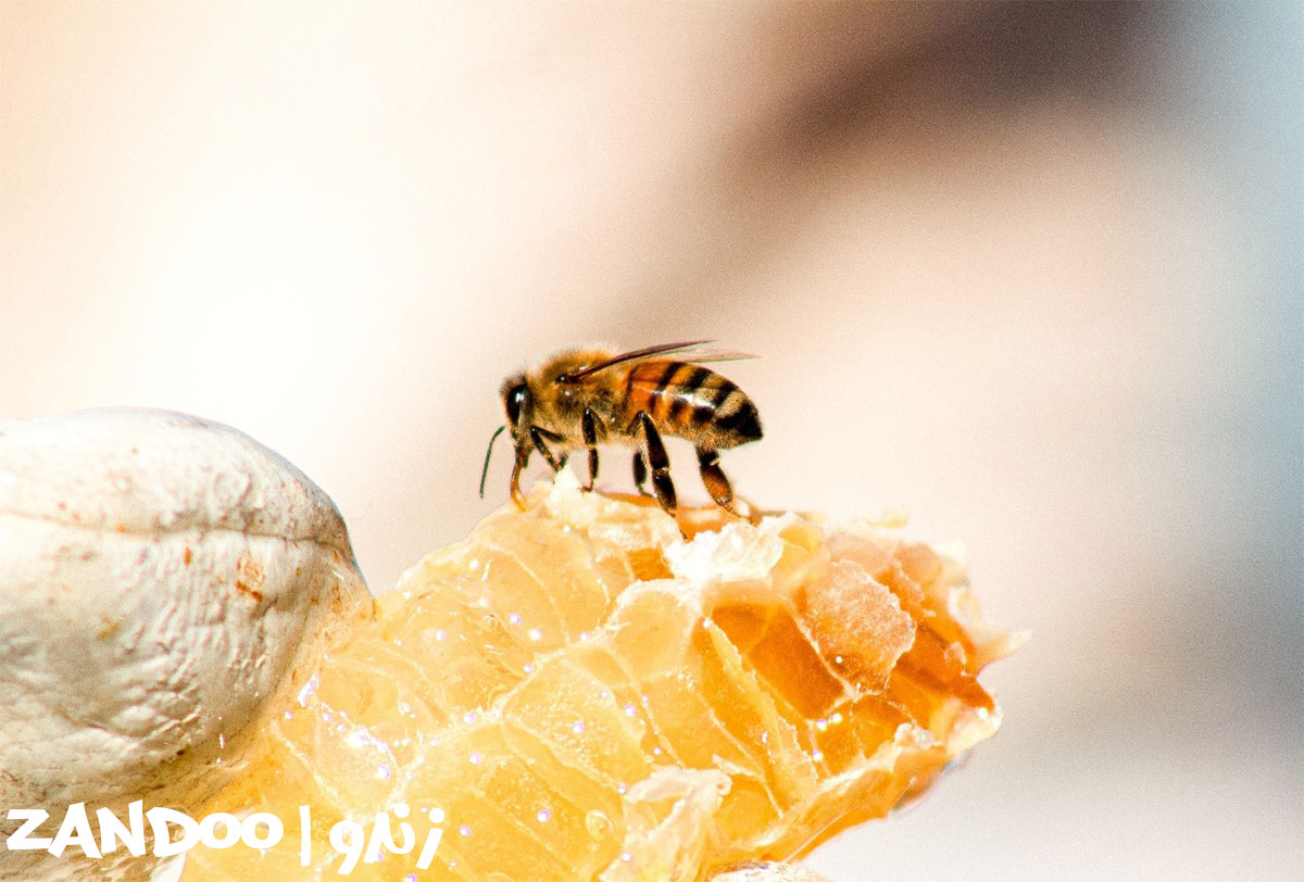 زنبور عسل در حال تولید عسل گوش بره