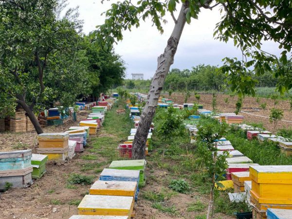 موم عسل طبیعی از زنبورستان زندو تولید می شود.
