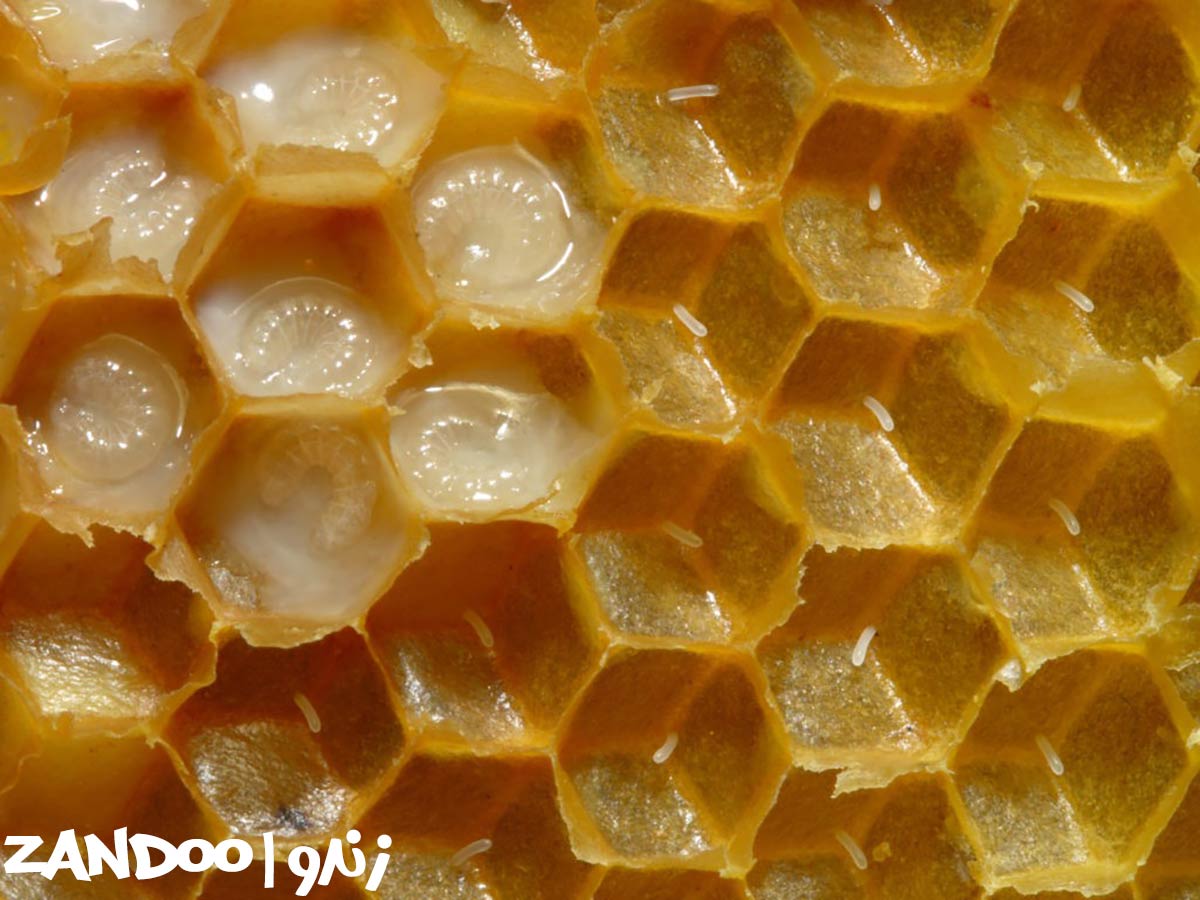 ژل رویال در کندوی زنبور عسل