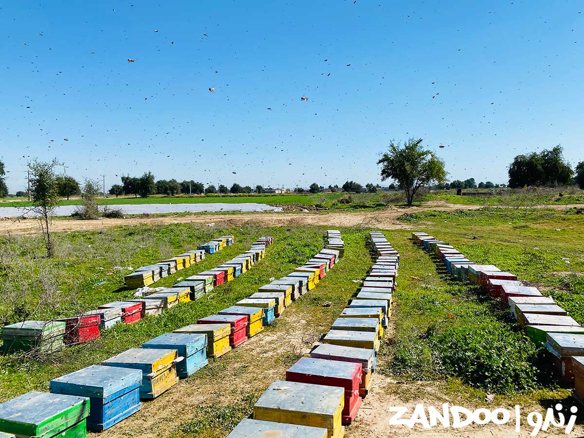 کندوهای زنبورستان زندو آماده برداشت عسل سماق اورگانیک و طبیعی هستند