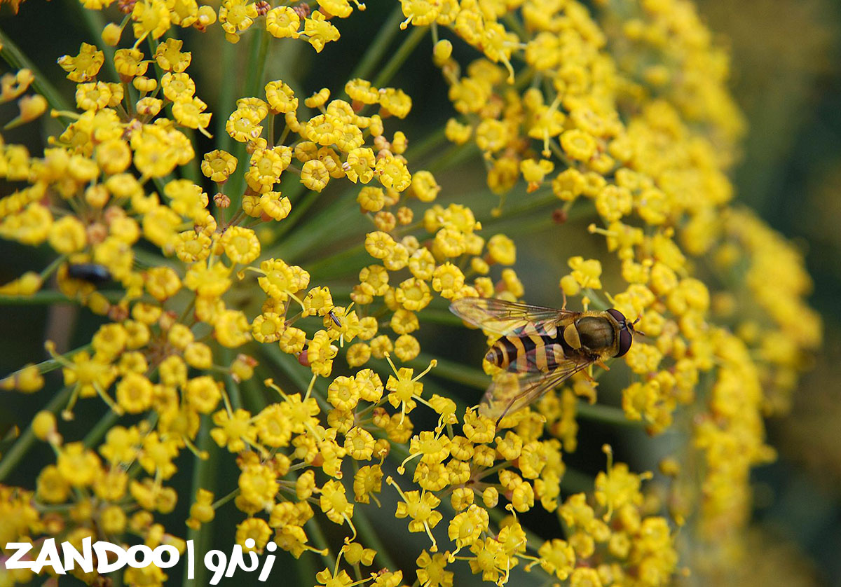 زنبور عسل در حال تغذیه از گیاه رازیانه