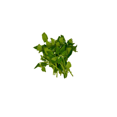 سیر